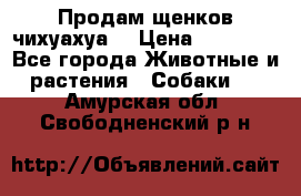 Продам щенков чихуахуа  › Цена ­ 10 000 - Все города Животные и растения » Собаки   . Амурская обл.,Свободненский р-н